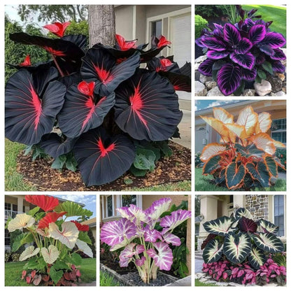 Rare Exotic Black Hosta Seeds | Organic Pot mix FREE
